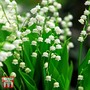 Lily of the Valley (White)