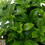 Pachysandra terminalis 'Green Sheen'