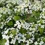 Pachyphragma macrophylla
