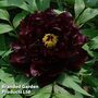 Tree Peony 'Chu Wu'