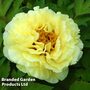 Tree Peony 'Huang Guan'