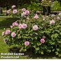 Peony 'Pink Double Dandy'