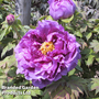 Tree peony 'Lavender'