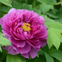 Tree Peony 'Purple'