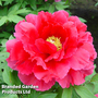 Tree Peony 'Red'