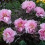 Peony suffruticosa