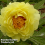 Tree Peony 'Yellow'