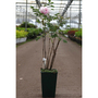 Peony 'Yi Du Chun Qiu'