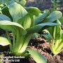 Pak Choi 'Green' F1 Hybrid - Seeds