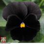Pansy 'Black Moon' F1 Hybrid - Seeds