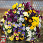 Pansy 'Coolwave'