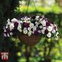 Pansy 'Coolwave Berries 'n' Cream Mix'