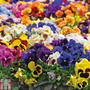 Pansy 'Summertime Mix'