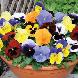 Pansy 'Most Scented' Mix