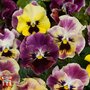 Pansy 'Frizzle Sizzle Fire'