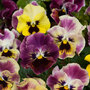 Pansy 'Frizzle Sizzle Fire'