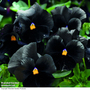 Pansy 'Black Moon' F1 Hybrid - Seeds