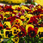 Pansy 'Autumn Blaze Mixed'