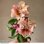 Pansy 'Chianti Shades' F1 - Seeds