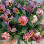Pansy 'Chianti Shades'