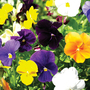 Pansy 'Clear Crystal Mix'