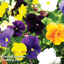 Pansy 'Clear Crystal Mix'
