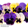 Pansy 'T&M Colossal Flowered Mixed' - Seeds