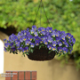 Pansy 'Coolwave Blue Skies'
