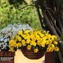 Pansy 'Coolwave Yellow'