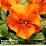 Pansy and Viola Winter Duo