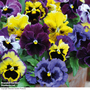 Pansy 'Frizzle Sizzle' Mixed