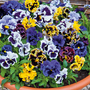 Pansy 'Super Chalon Giants' - Seeds
