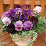 Pansy 'Moulin Rouge' F1 - Seeds