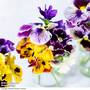 Pansy 'Moulin Rouge Mix'