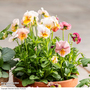 Pansy 'Antique Shades'