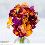 Viola 'Mulberry Shades Mix'