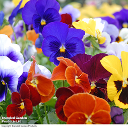 Pansy 'RHS Winning Formula'