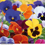 Pansy 'RHS Winning Formula'