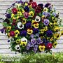 Pansy 'Universal Mixed' F1 Hybrid