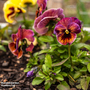 Pansy 'Compact Warm Purple' - Seeds