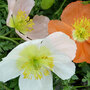 Alpine poppy mixed