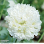 Poppy 'Applegreen' - Seeds