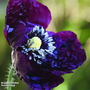 Poppy 'Black Peony' - Seeds