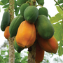 Carica papaya - Seeds