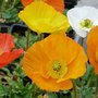 Poppy nudicaule 'Garden Gnome'