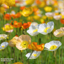 Poppy 'Iceland Mixed' - Seeds