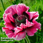 Poppy 'Manhattan'