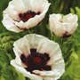 Poppy orientale 'Perry's White'