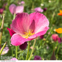 Californian Poppy 'Purple Gleam' - Seeds