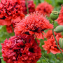 Poppy 'Red Pom Poms' - Seeds